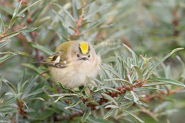 Goldcrest, Goldcrest, Regulus regulus on migration foraging in sea buckthorn for insects. Bird resting with crest raised face forward frontal view. stock-image by Agami/Menno van Duijn,