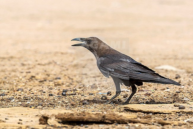 Brown-necked Raven perched near the Camel Market of Bir Shalatein, South Egypt. stock-image by Agami/Vincent Legrand,