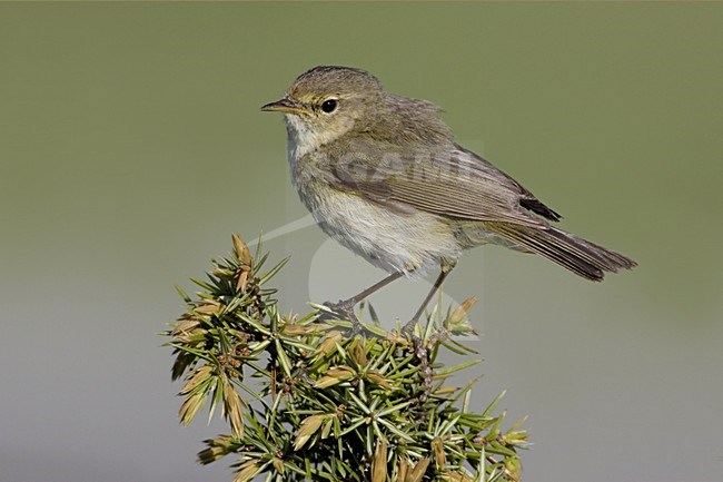 Common Chiffchaff perched on branch; Tjiftjaf zittend op tak stock-image by Agami/Daniele Occhiato,