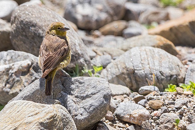 Monte Yellow-Finch (Sicalis mendozae) Perched on  top of a small rock in Argentina stock-image by Agami/Dubi Shapiro,