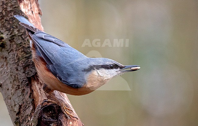 Eurasian Nuthatch (Sitta europaea) perched with a nut stock-image by Agami/Roy de Haas,