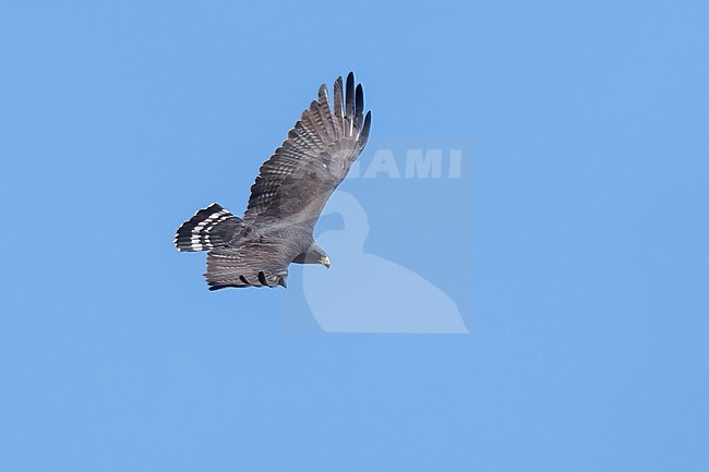 Adult
Pima Co., AZ
April 2024 stock-image by Agami/Brian E Small,