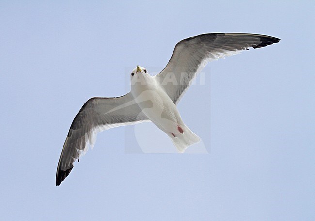 Adulte Roodpootdrieteenmeeuw in vlucht, Red-legged Kittiwake adult in flight stock-image by Agami/Pete Morris,