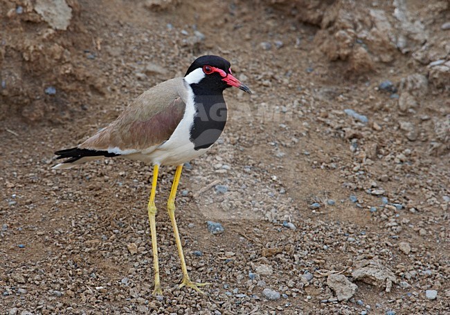 Indische Kievit,  Red-wattled Lapwing stock-image by Agami/Markus Varesvuo,