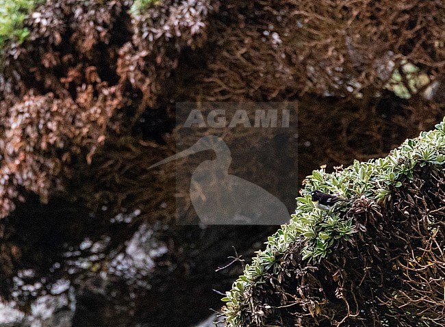 Male Chatham Island Tomtit (Petroica macrocephala chathamensis) sitting on top of a native bush on Mangere island in the Chatham Islands. stock-image by Agami/Marc Guyt,