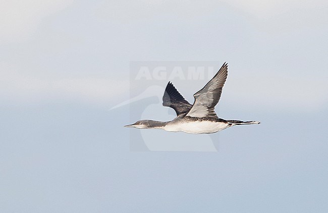 Pacific Loon (Gavia pacifica) in flight with sky as background. stock-image by Agami/Brian Sullivan,