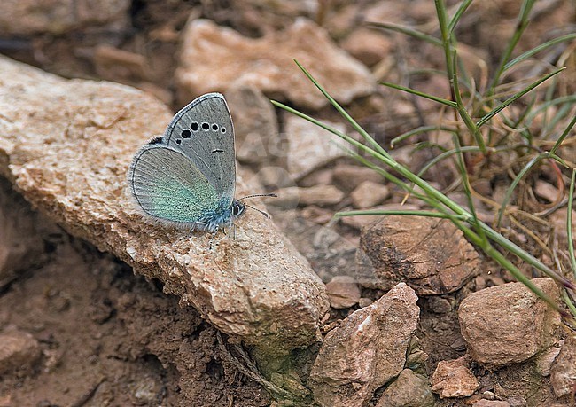 Green-underside Blue, Glaucopsyche alexis, in Turkey. stock-image by Agami/Pete Morris,