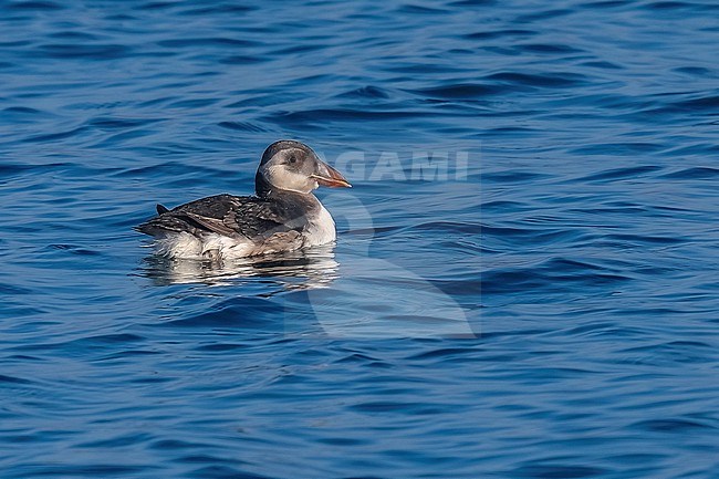 Atlantic Puffin (Fratercula arctica) swimming in Oosterscheldekering, Delta Expohaven, Zeeland, the Netherlands. stock-image by Agami/Vincent Legrand,