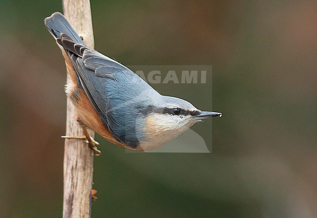 European Nuthatch - Kleiber - Sitta europaea ssp. caesia, Germany, adult stock-image by Agami/Ralph Martin,