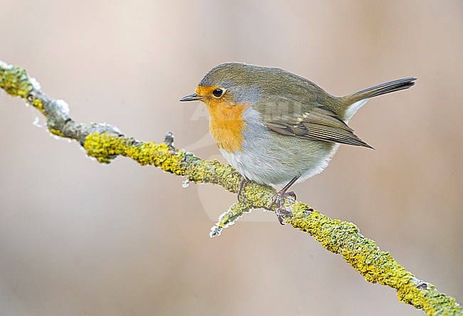 European Robin (Erithacus rubecula) in Aosta valley, Italy. stock-image by Agami/Alain Ghignone,