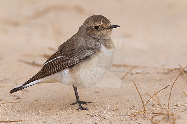 Bonte Tapuit, Pied Wheatear stock-image by Agami/Daniele Occhiato,