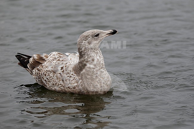 Onvolwassen Amerikaanse Zilvermeeuw; Immature American Herring Gull (Larus smithonianus) stock-image by Agami/Chris van Rijswijk,