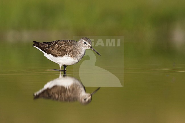 Green Sandpiper - Waldwasserläufer - Tringa ochrupos, Germany, adult, worn breeding plumage stock-image by Agami/Ralph Martin,