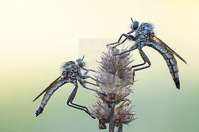 Dysmachus fuscipennis - Kerbzangen-Raubfliege, Germany (Baden-Württemberg), imago, pair stock-image by Agami/Ralph Martin,
