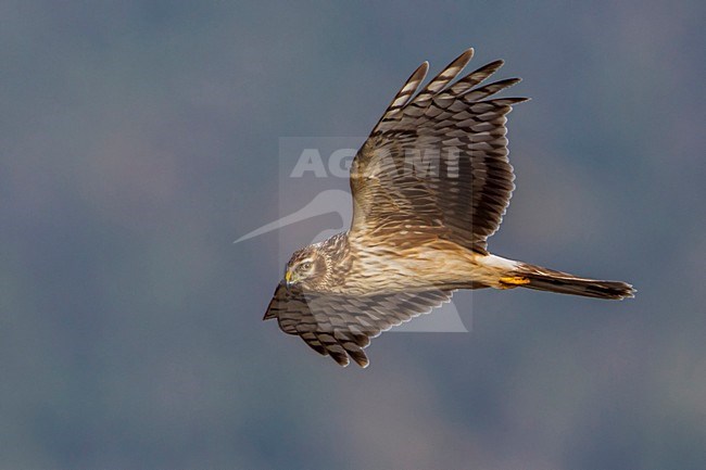 Blauwe Kiekendief vrouw in vlucht; Hen Harrier female in flight stock-image by Agami/Daniele Occhiato,