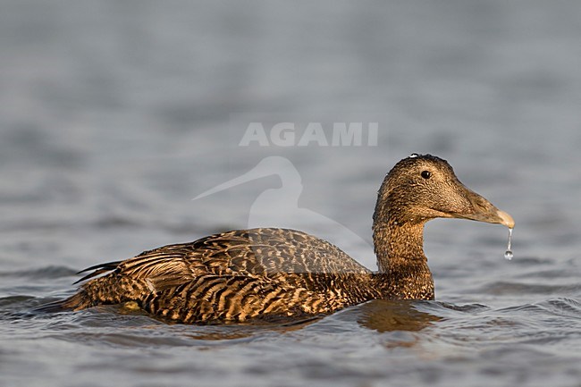 Eider vrouw in water; Common Eider female in water stock-image by Agami/Han Bouwmeester,