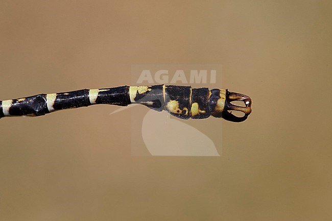 Imago Kleine tanglibel; Adult Small Pincertail; Adult Green-eyed Hooktail; stock-image by Agami/Fazal Sardar,