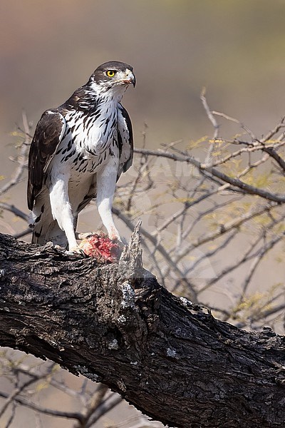 African hawk-eagle (Aquila spilogaster)perched with prey in a tree in Tanzania. stock-image by Agami/Dubi Shapiro,