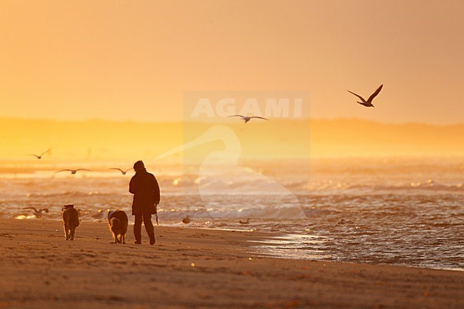 Wandelaars met hond aan zee en het strand bij gouden avondlicht van zonsondergang ; Walkers with dog along the shore, on the beach in golden light of sunset. stock-image by Agami/Ran Schols,