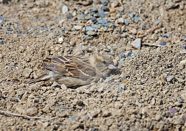 Huismus neemt een bad; House Sparrow taking a bath stock-image by Agami/Markus Varesvuo,