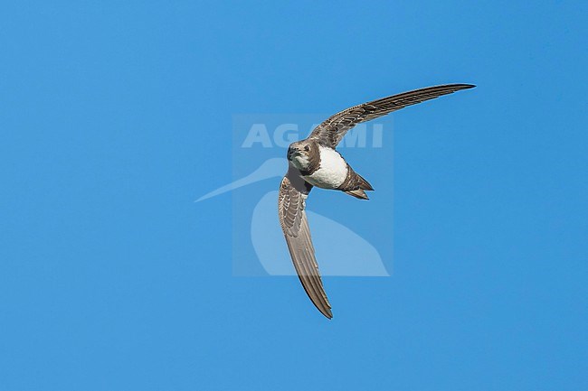 Alpine Swift (Tachymarptis melba) flying agains blue sky in Switzerland. stock-image by Agami/Marcel Burkhardt,