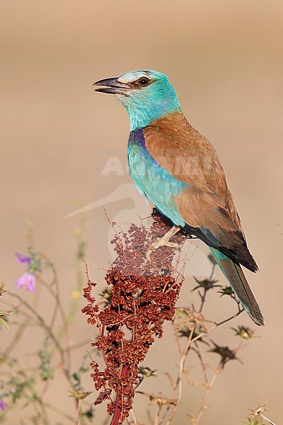 European Roller (Coracias garrulus), side view of an adult female perched on a Rumex crispus, Campania, Italy stock-image by Agami/Saverio Gatto,