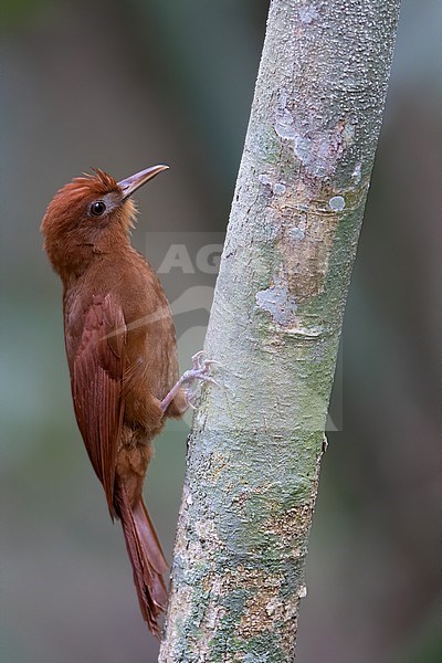 Ruddy Woodcreeper (Dendrocincla homochroa homochroa) perched on side of a tree in a rainforest in Guatemala. stock-image by Agami/Dubi Shapiro,