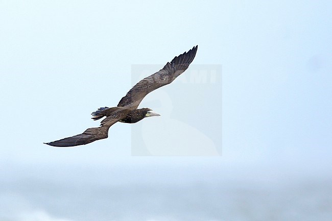 Adult Brown Booby (Sula leucogaster) in flight
Galveston Co., TX
April 2017 stock-image by Agami/Brian E Small,