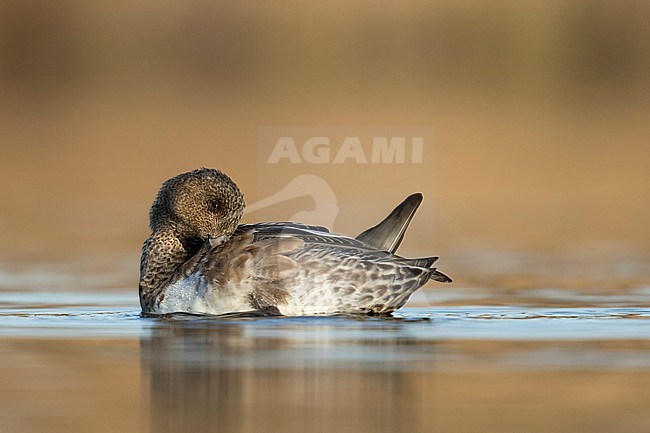 Smient vrouw laag standpunt cpoetsend; Eurasian Wigeon low point of view cleaning feathers; stock-image by Agami/Walter Soestbergen,