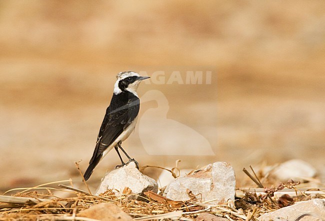 Vitatta Bonte Tapuit man zittend in dadelpalm; Vittata Pied Wheatear male perched stock-image by Agami/Marc Guyt,