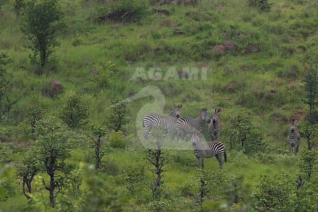 Burchells Zebra; Burchells Zebra stock-image by Agami/Bas Haasnoot,