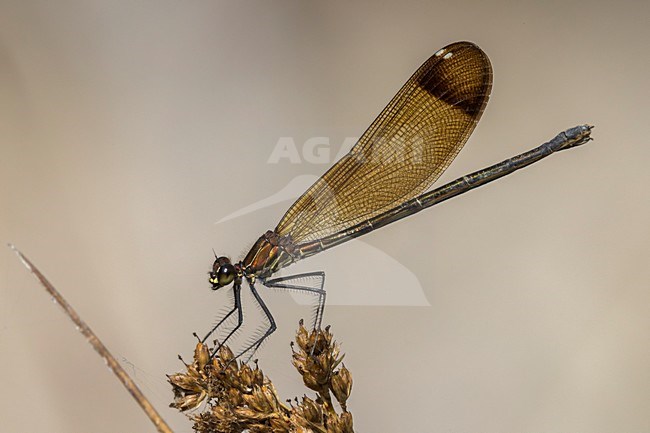 Koperen Beekjuffer, Copper Demoiselle stock-image by Agami/Daniele Occhiato,