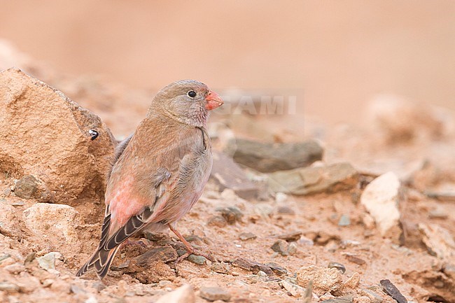 Trumpeter Finch - WÃ¼stengimpel - Bucanetes githagineus ssp. zedlitzi, Morocco stock-image by Agami/Ralph Martin,