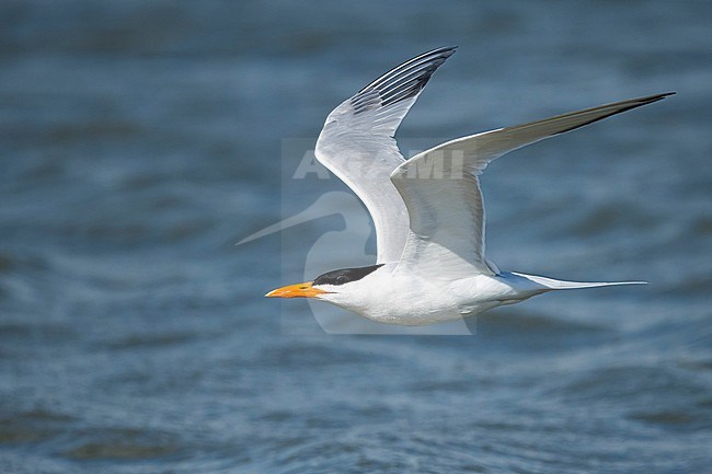 Adult American Royal Tern (Thalasseus maximus) in breeding plumage flying along the coast of Galveston County, Texas, USA. stock-image by Agami/Brian E Small,