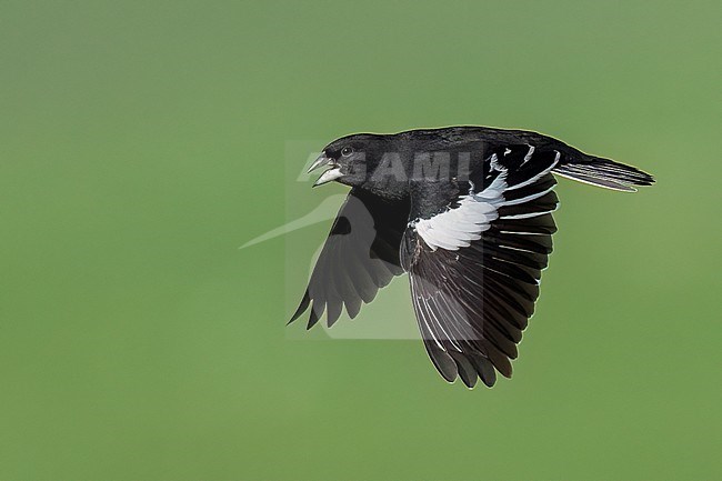 Adult male breeding
Weld Co., CO
June 2023 stock-image by Agami/Brian E Small,