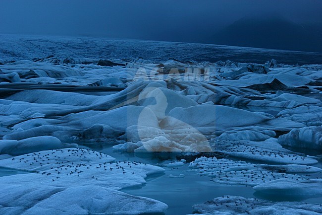 Ijsbergen en avondlicht bij Jokulsarlon; Icebergs and eveninglight at Jokulsarlon stock-image by Agami/Menno van Duijn,