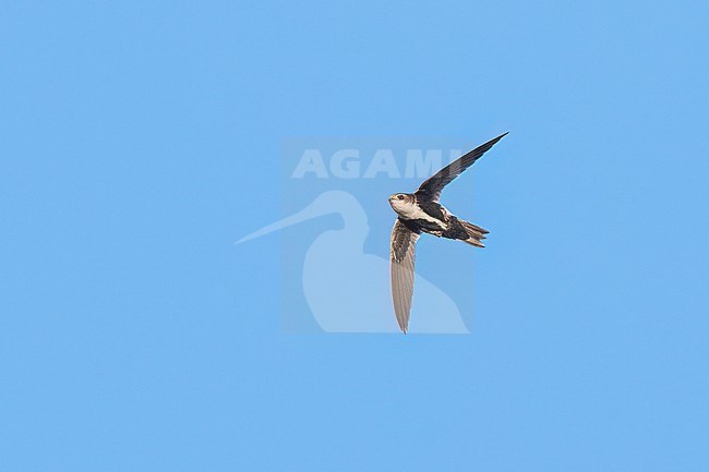 White-throated Swift (Aeronautes saxatalis)  in flight in USA stock-image by Agami/Dubi Shapiro,