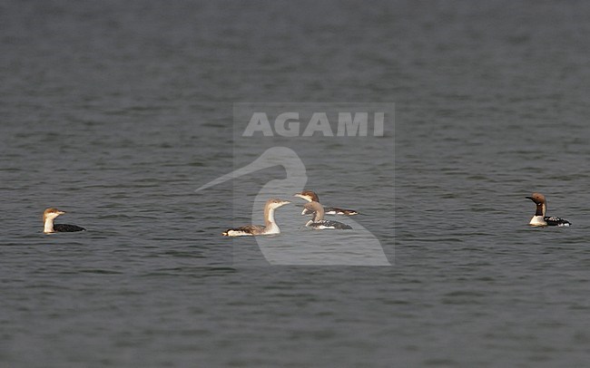 Black-throated Diver (Gavia arctica), family group off Møn, Denmark. Three first-summer birds and two adults. stock-image by Agami/Helge Sorensen,