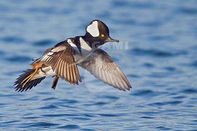 Hooded Merganser (Lophodytes cucullatus) flying in Victoria, BC, Canada. stock-image by Agami/Glenn Bartley,