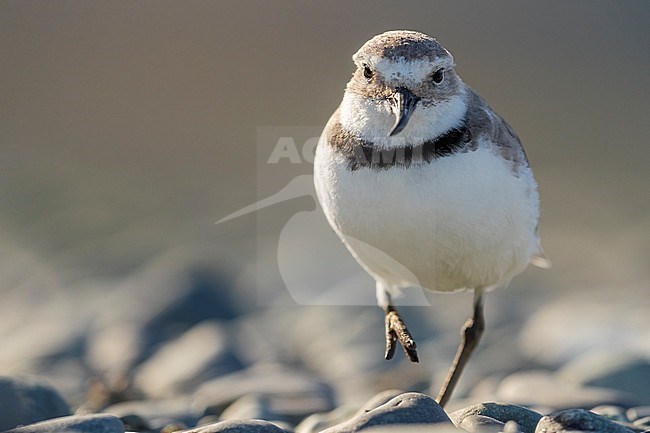 Adult Wrybill Anarhynchus frontalis, standing in a river bed, South Island, New Zealand, December 2017 stock-image by Agami/Rafael Armada,
