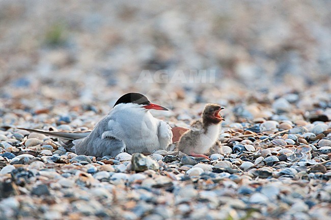 Visdief volwassen met jong bedelend met voer; Common Tern adult with young begging for food stock-image by Agami/Marc Guyt,