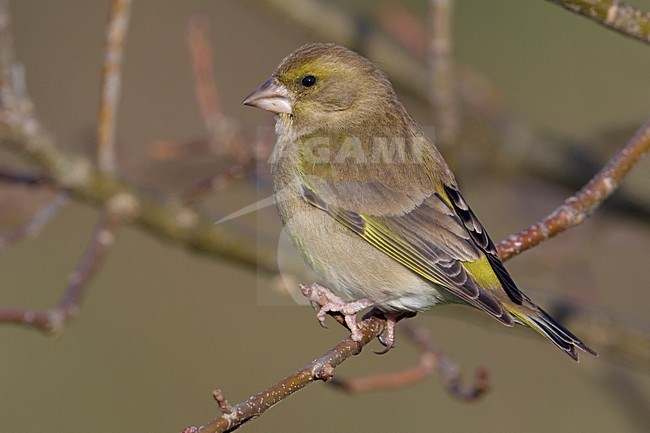 Onvolwassen mannetje Groenling; Immature European Greenfinch stock-image by Agami/Daniele Occhiato,