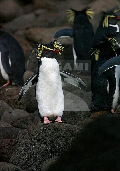 Northern Rockhopper Penguin (Eudyptes moseleyi) on Gough island stock-image by Agami/Marc Guyt,