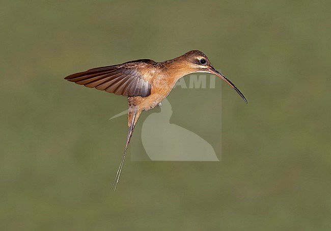 Koepcke's Hermit, Phaethornis koepckeae, in flight, hovering stock-image by Agami/Andy & Gill Swash ,