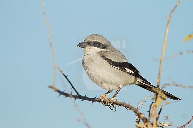 Great Grey Shrike - Raubwürger - Lanius excubitor ssp. aucheri, Oman, adult stock-image by Agami/Ralph Martin,