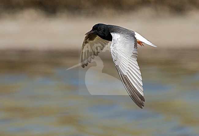 White-winged Black Tern flying; Witvleugelstern vliegend stock-image by Agami/Roy de Haas,