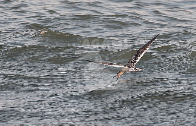 Black Skimmer (Rynchops niger), juvenile fishing at beach in Cape May, New Jersey, USA stock-image by Agami/Helge Sorensen,