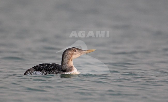 Zwemmende Geelsnavelduiker; Swimming Yellow-billed Loon stock-image by Agami/Markus Varesvuo,