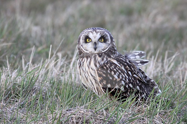 Velduil zittend in het gras; Short-eared Owl perched on the ground stock-image by Agami/Chris van Rijswijk,