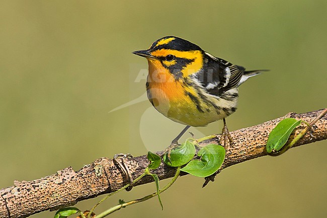 Adult male
Galveston Co., TX
April 2005 stock-image by Agami/Brian E Small,